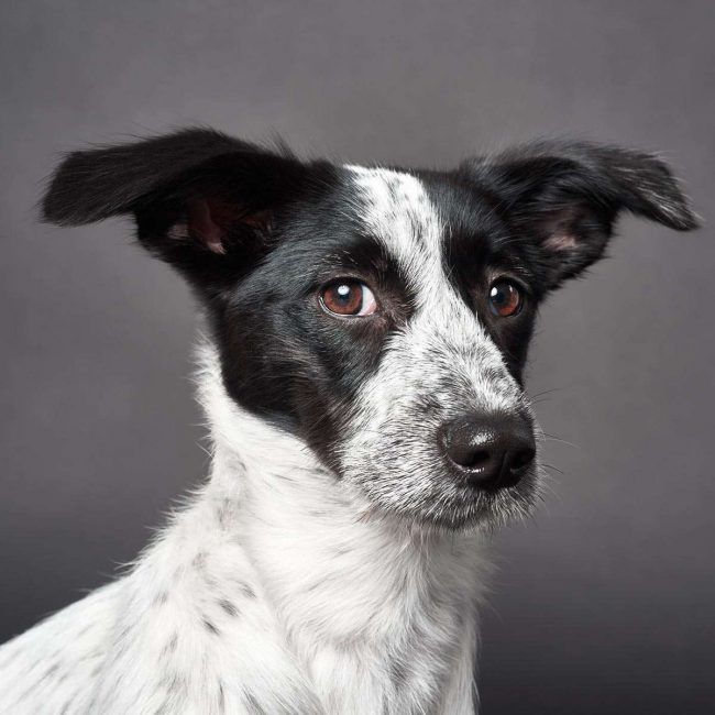 Fotógrafo de retrato de perros