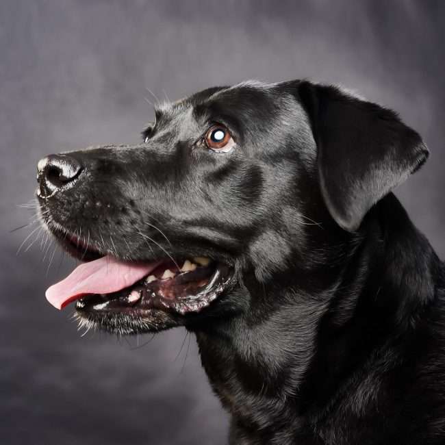 Sesión fotográfica de perros