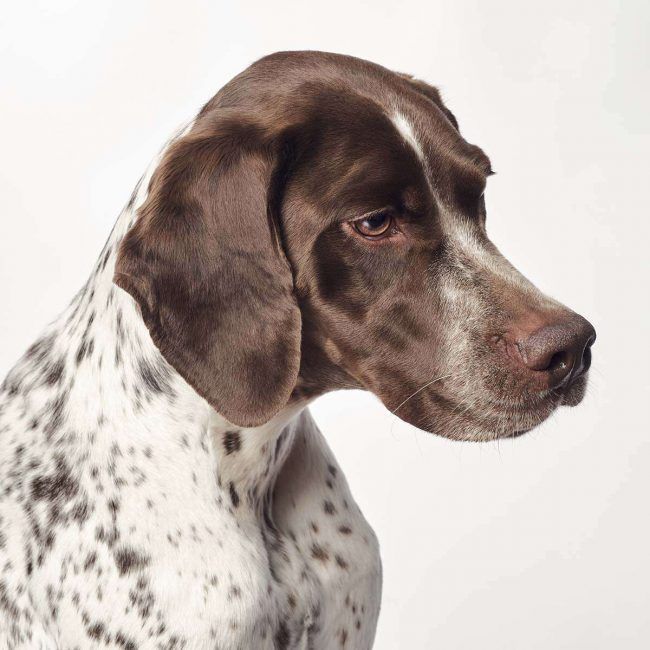 Fotógrafo de perros