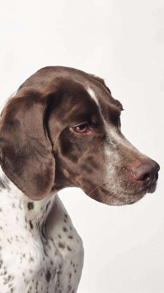 Retrato para perros
