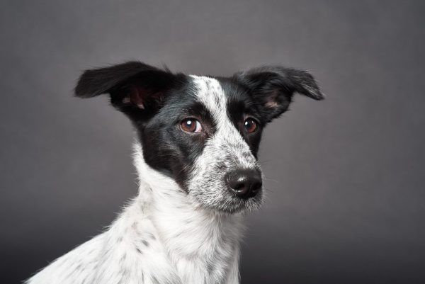 Sesión de retrato de perros en estudio - Imagen 2