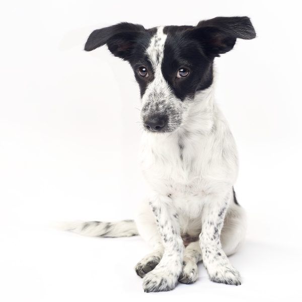 Encargar las Fotografías CON RETOQUE de perros - Imagen 7