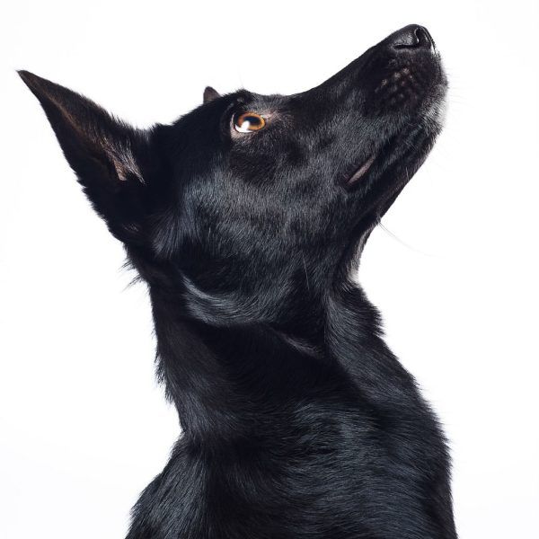 Encargar las Fotografías CON RETOQUE de perros - Imagen 5