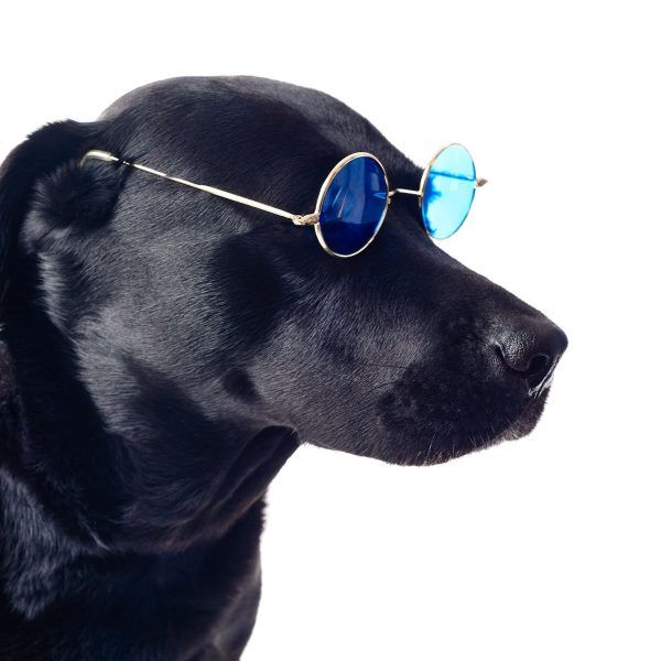 Sesión de retrato de perros en estudio - Imagen 4