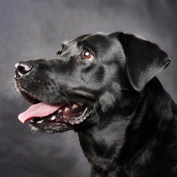 Sesión de retrato de perros en estudio - Imagen 3