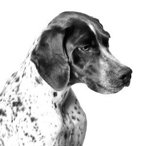 Encargar las Fotografías CON RETOQUE de perros