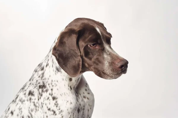Fotógrafo profesional de perros en Barcelona