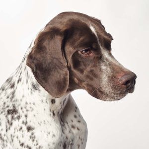 Sesión de retrato de perros en estudio