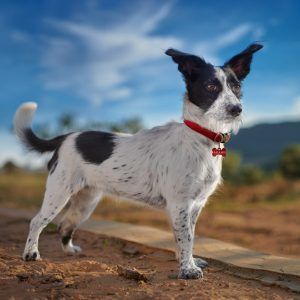 Sesión de retrato de perros en exteriores