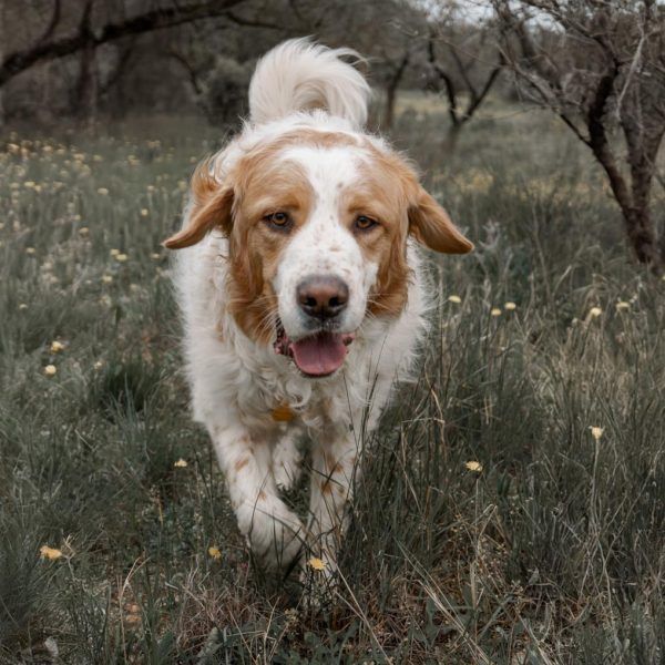 Contratar fotógrafo de perros